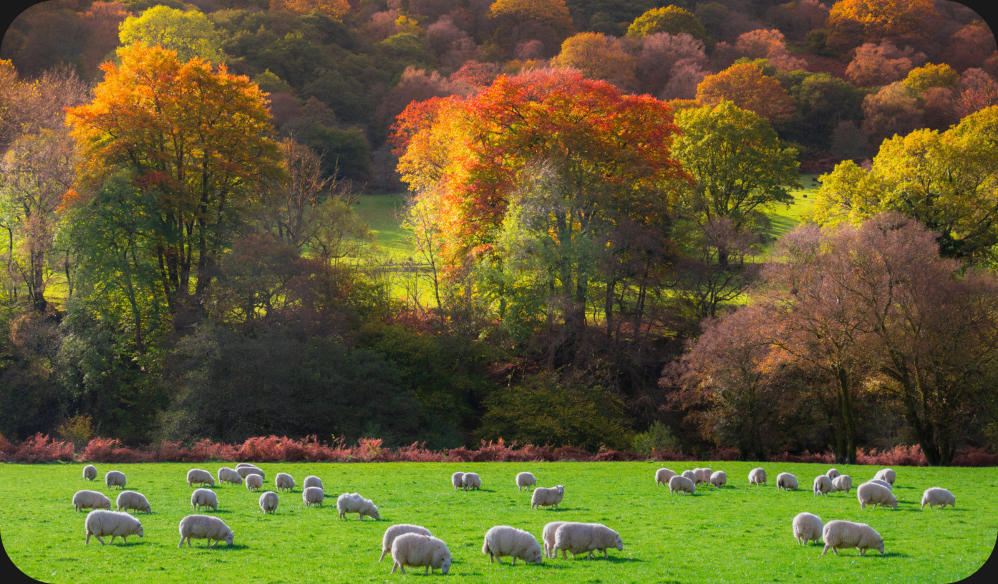 Dartmoor